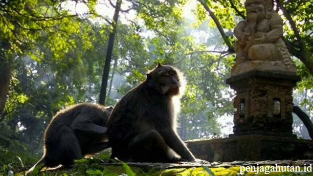 Informasi Wisata Alam di Monkey Forest Ubud Bali